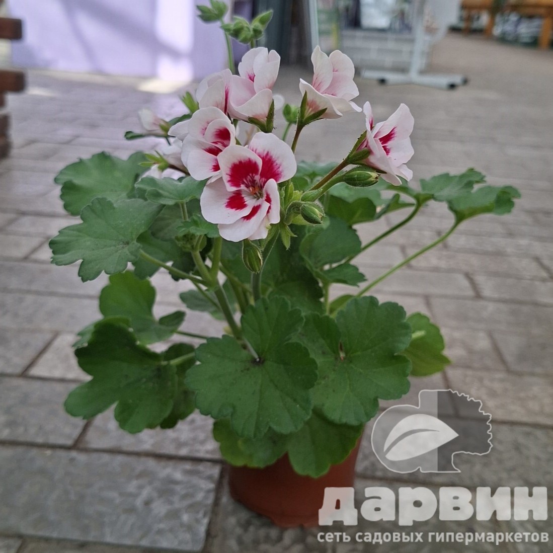 Пеларгония зональная серия Дольче Вита d12 Tim 