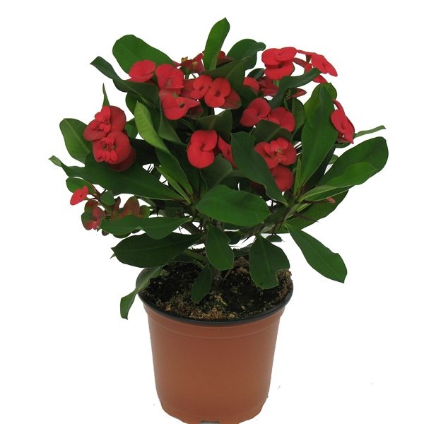 Эуфорбия Мили d7 h10 