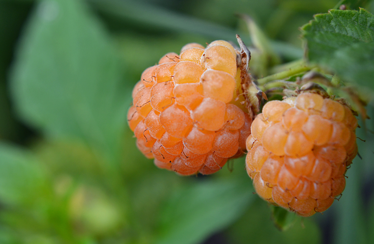 Малина Абрикосовая желт v2 Lav 