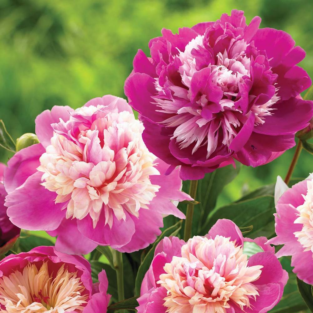 Корневище Пион Селебрити 1шт 