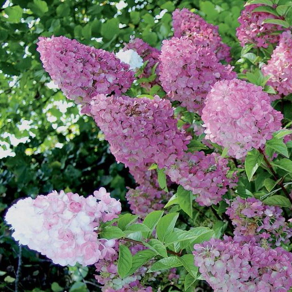 Гортензия метельчатая Сандей фрайз с2/80-100 UL 