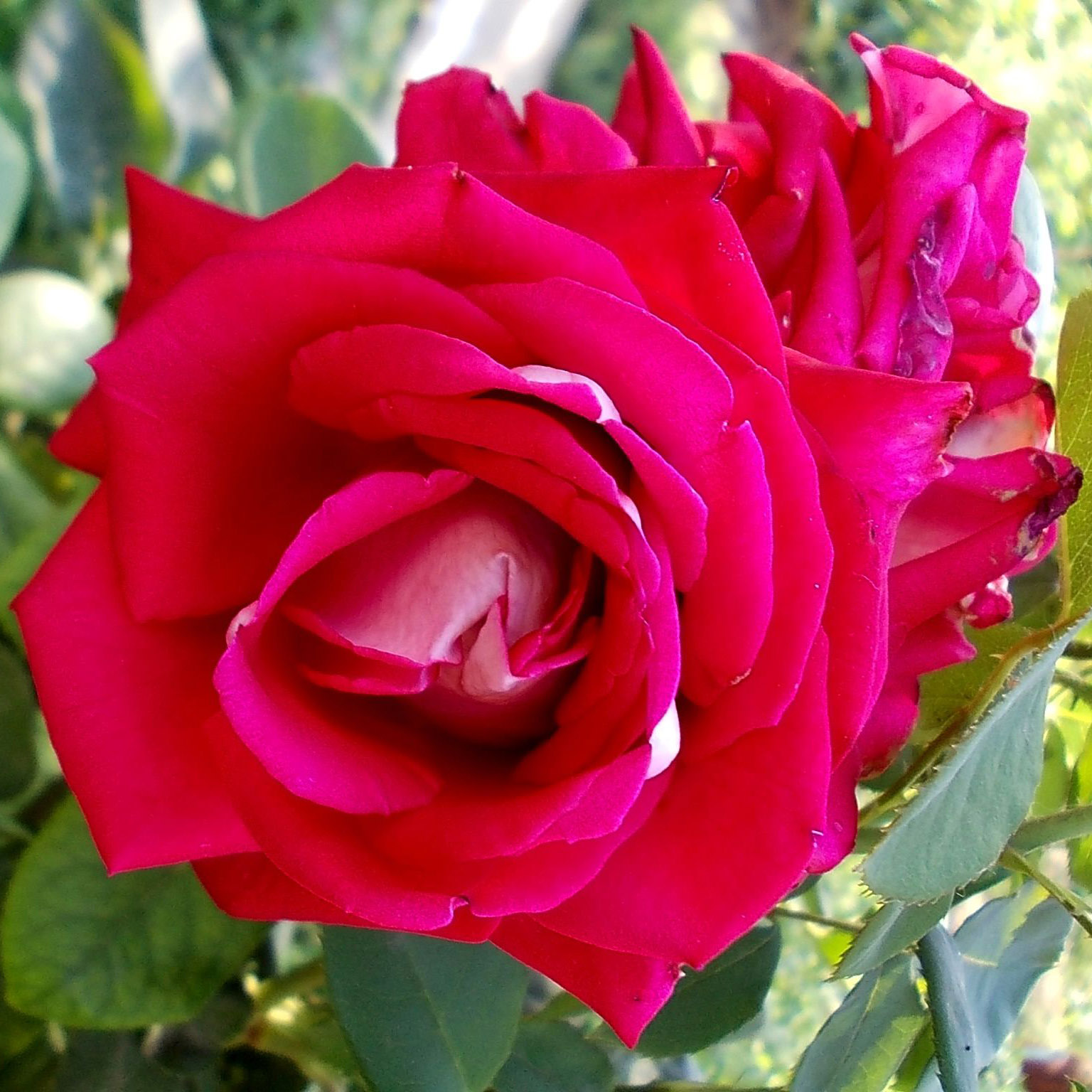 Роза чайно-гибридная Люксор в коробке ЦО 