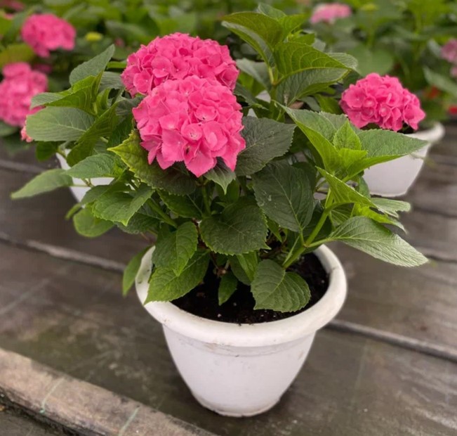 Гортензия крупнолистная в кашпо d35 Tim 