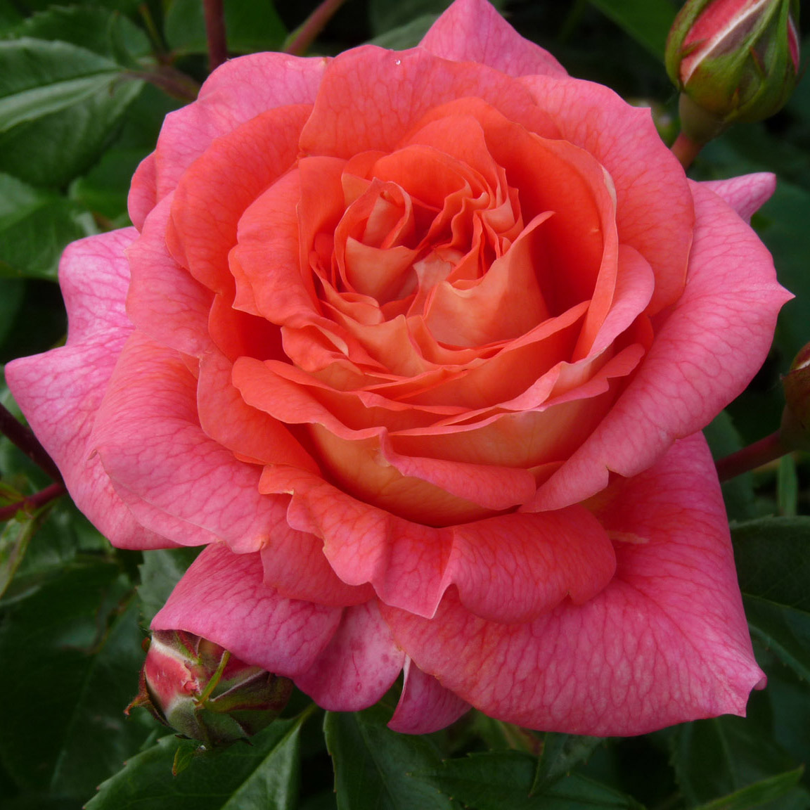 Роза флорибунда Зоммерзоне v5 Dem 