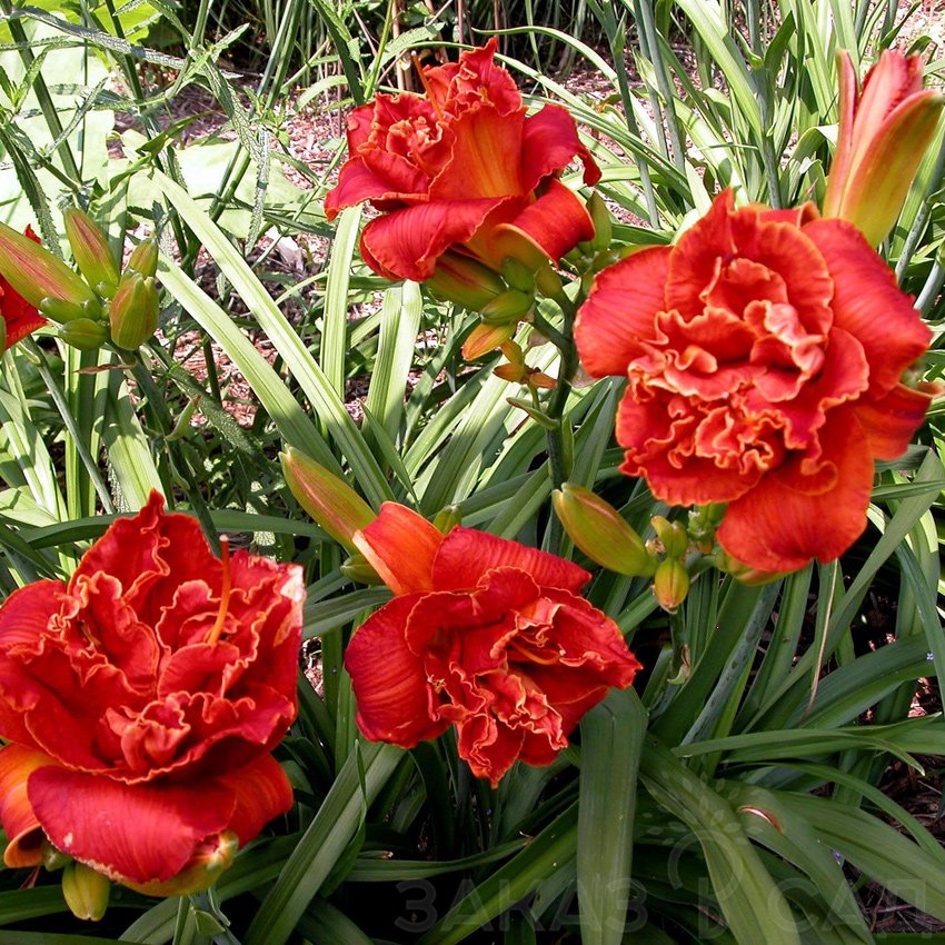 Лилейник Мунлайт Маскарад v2 Lav 