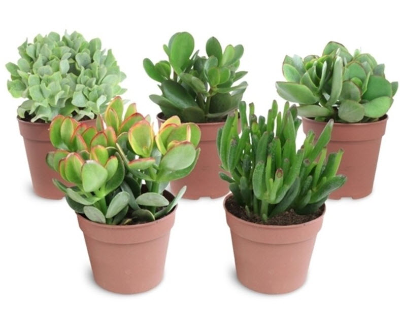 Крассула микс d12 h25 