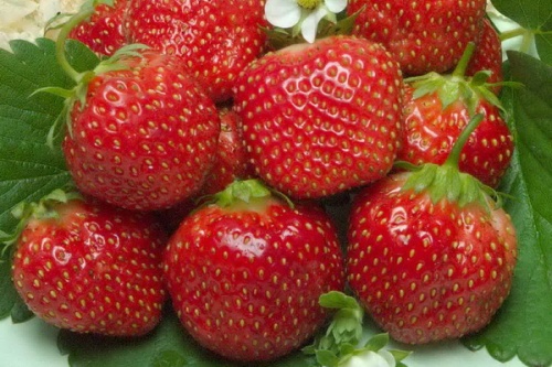 Земляника садовая Королева Елизавета p9 ЦО по цене  Земляника садовая Королева Елизавета p9 ЦО