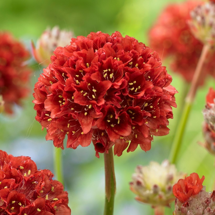 Армерия Балериана Ред р9 Sw 