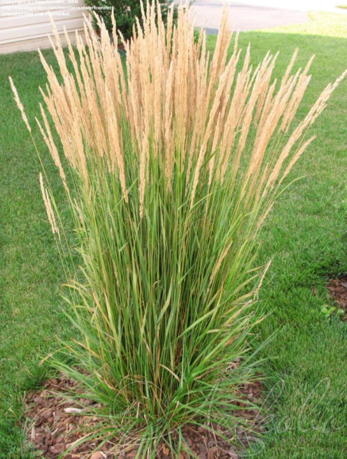 Вейник v1,5 Push 