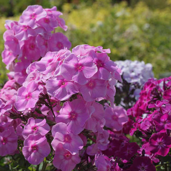 Флокс метельчатый d 11 Tim 