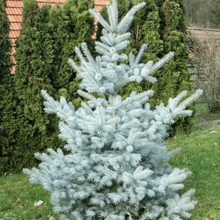 Ель колючая Эдит v7,5 50-60 Tw 