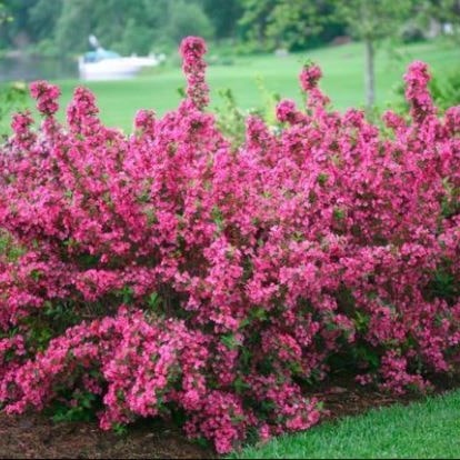 Вейгела Минуэт C7.5, 20-30см YP 