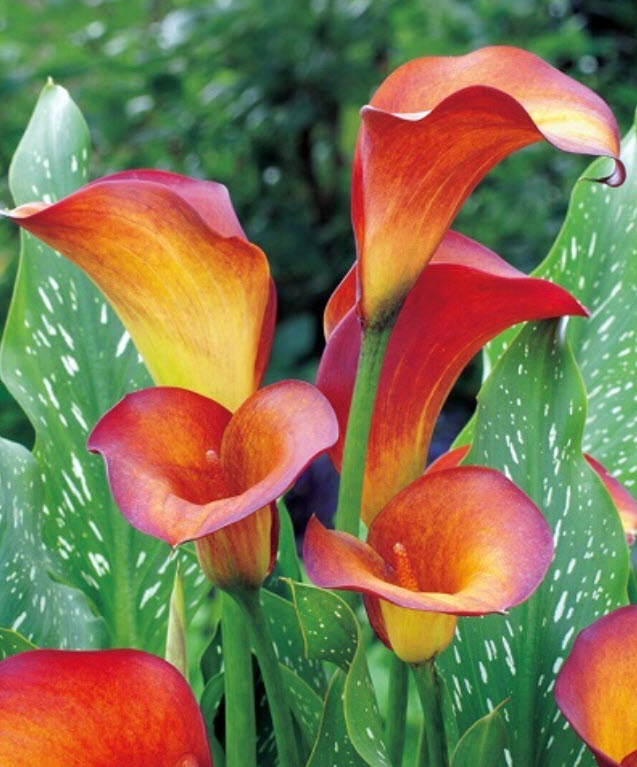 Клубень Калла Флейм 14/16  1шт. Поиск 