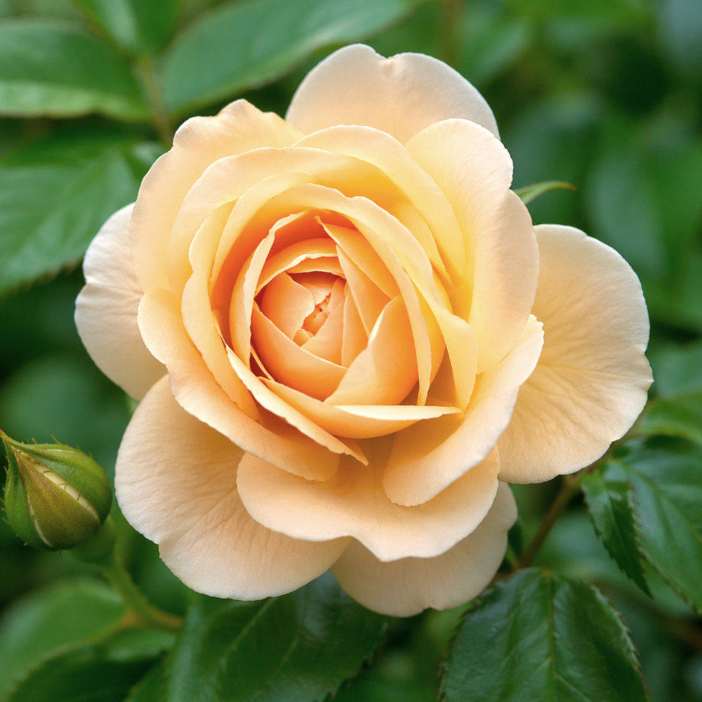 IMG_20260426_220709_970