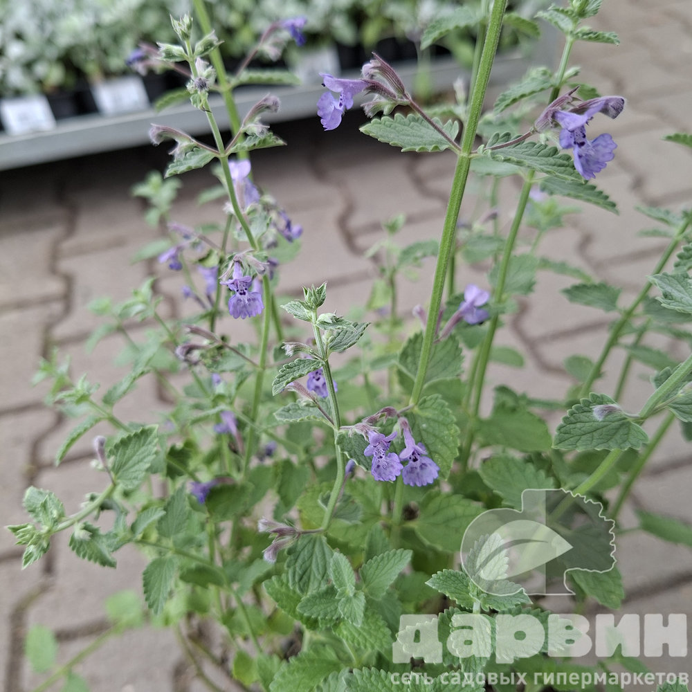 Котовник v3 Push 