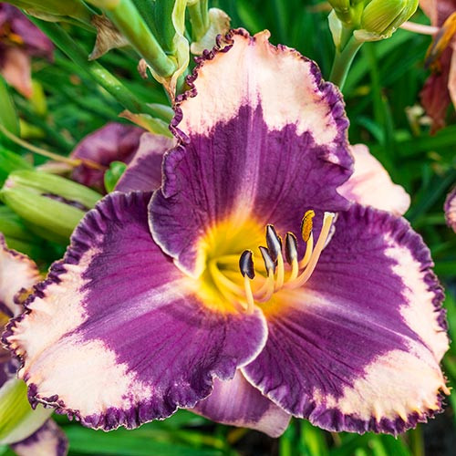 Корневище Лилейник гибридный Грейп Шербет 1 шт Поиск 