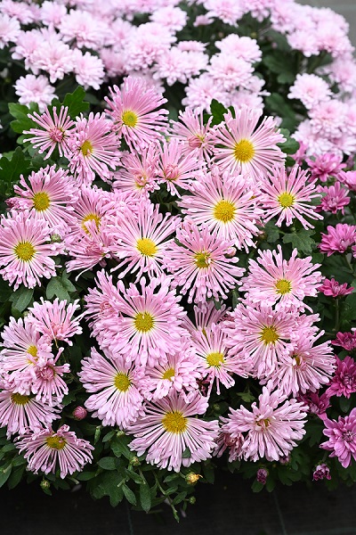 Кореневище Хризантема корейская Вологодское кружево розовое 1шт Поиск 