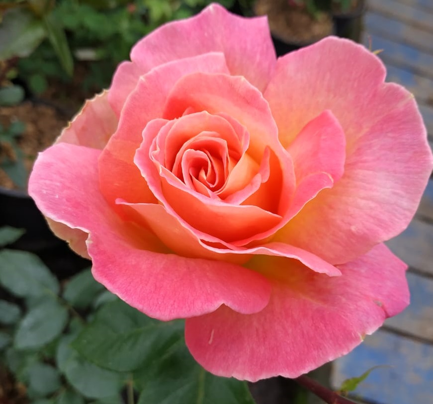 Роза чайно-гибридная Султан v7 Tim 