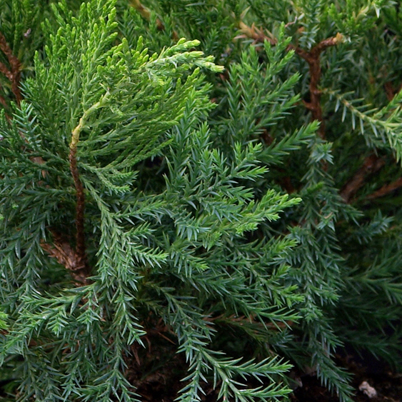 Растение можжевельник средний Минт Джулеп с15-20, 60-80см 