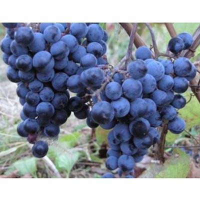 Виноград плодовый Первенец Амура v5 ЦО 