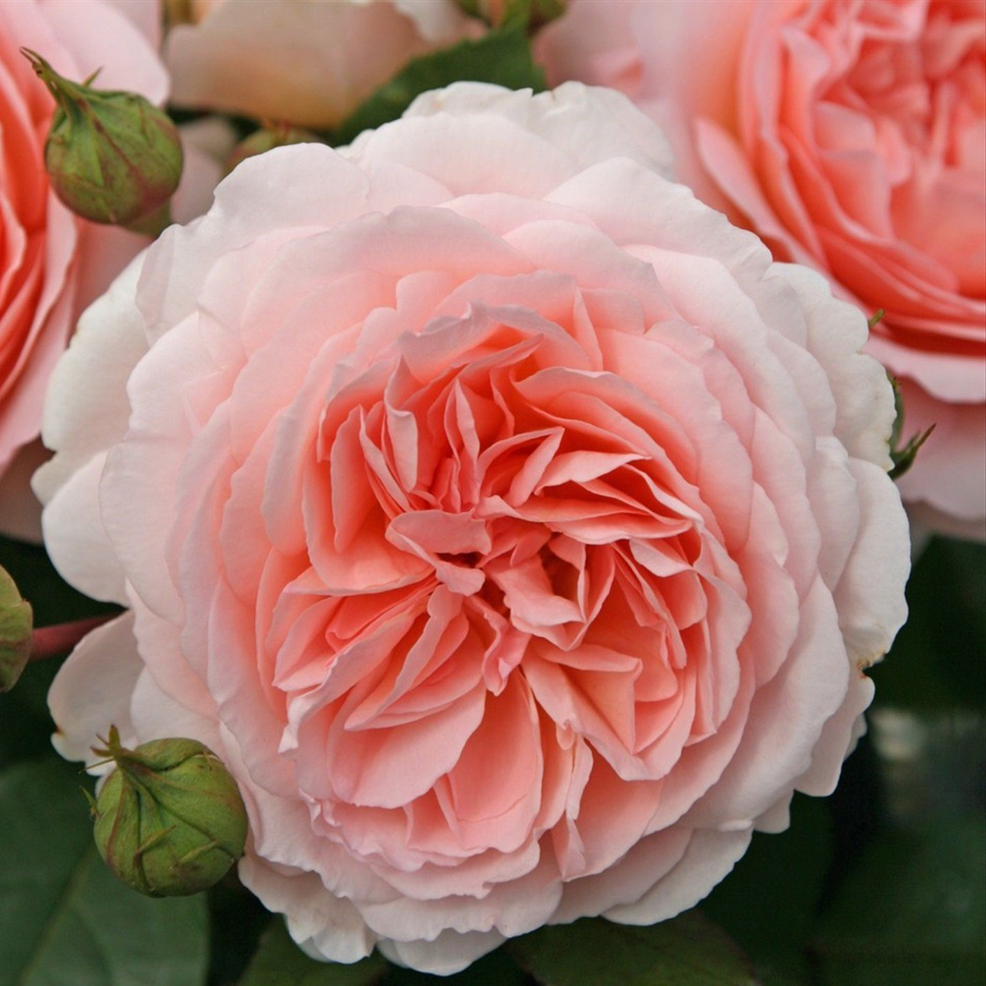 Роза флорибунда Мархензаубер v5 Dem 