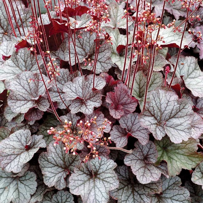 Гейхера Нозерн экспоуже Сильвер v2 Tim 