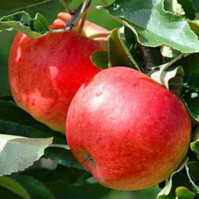 Яблоня Семан 1-летка Tim 