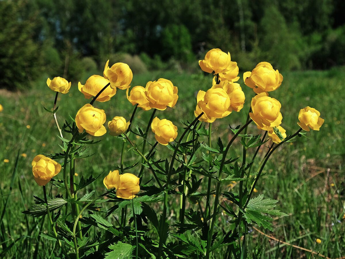 Купальница v3 Push 