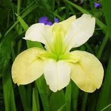 Луковица Ирис луизианский Арабиан Байю 1 шт Поиск 