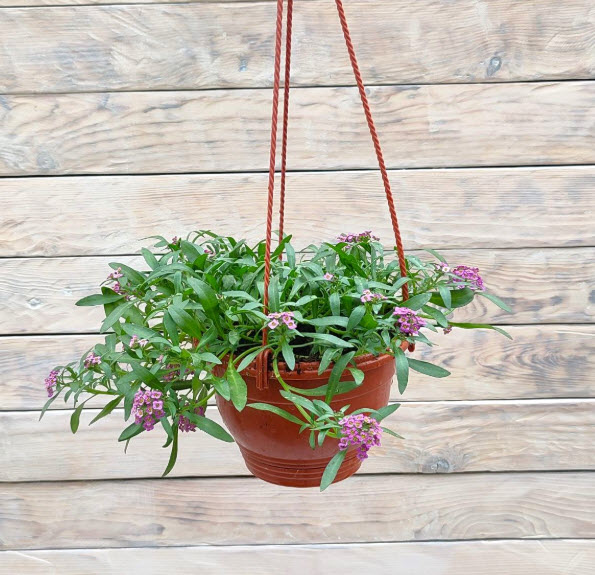 Алиссум в кашпо D15 ХР 