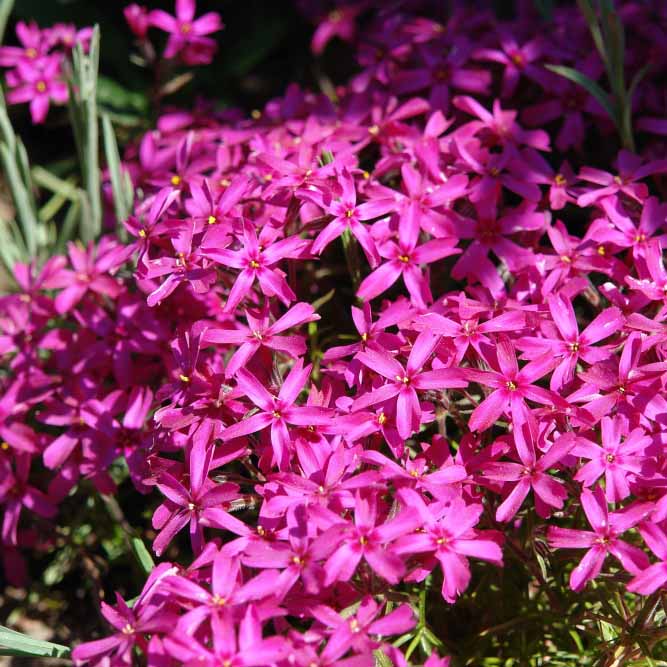 Флокс шиловидный Скарлет флэйм р11 Sw 