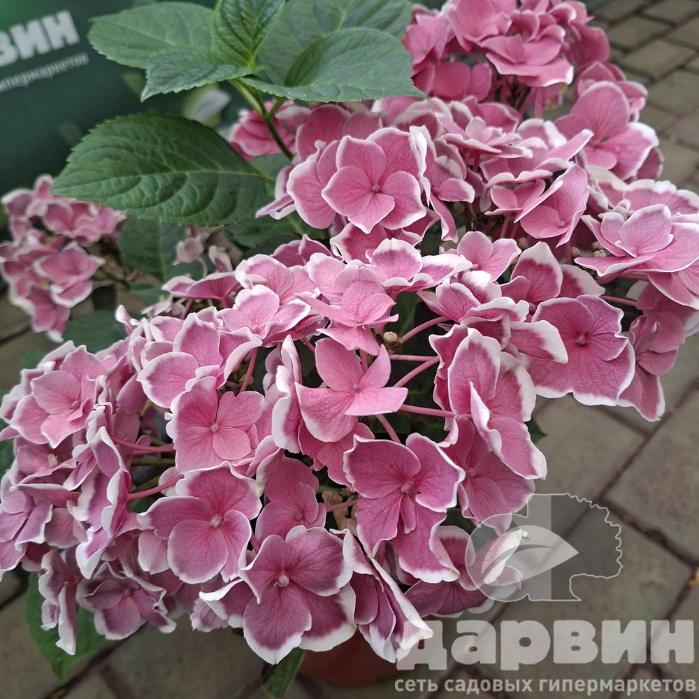 Гортензия крупнолистная Ред Айс v5 Tim 