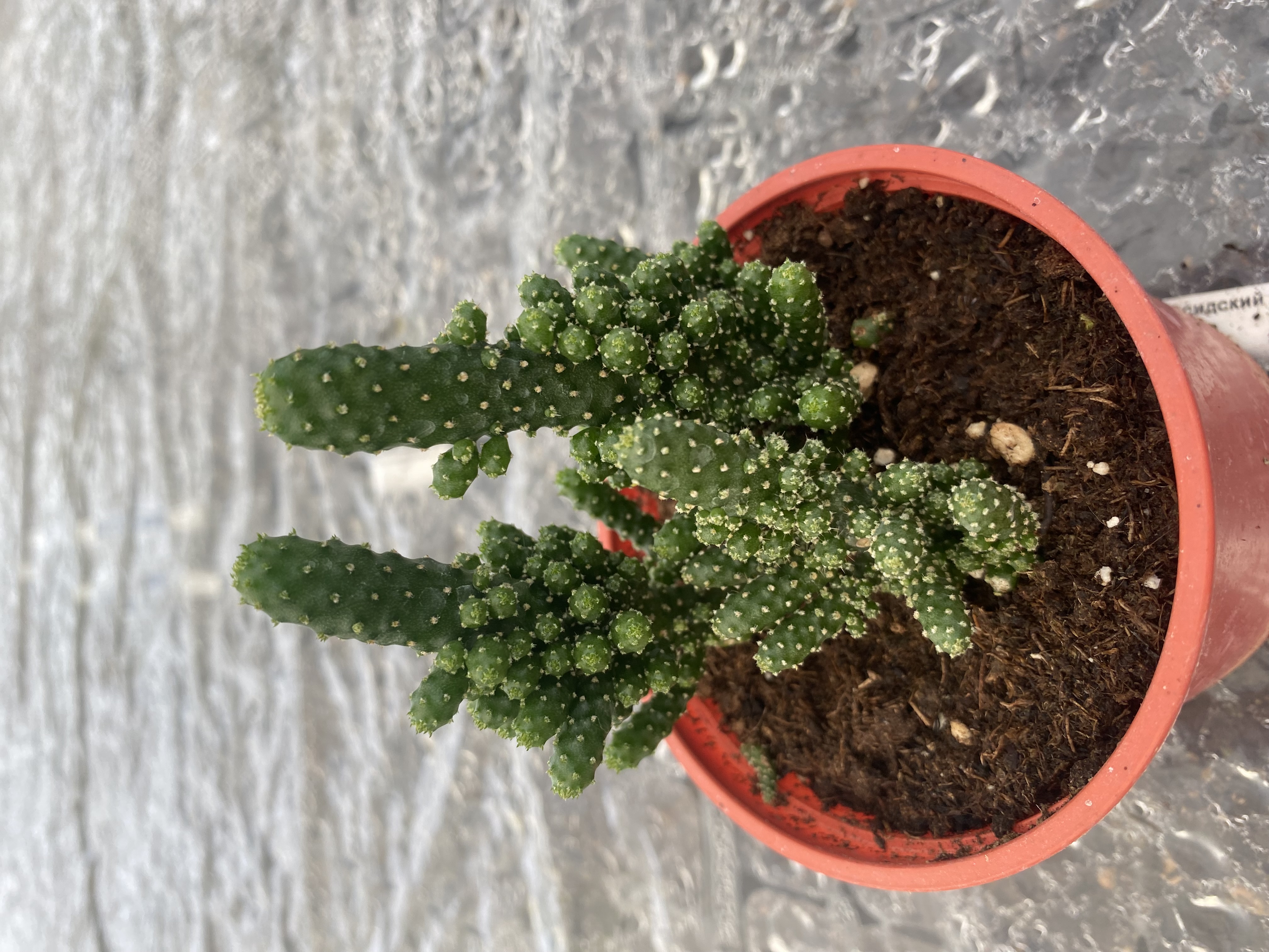 Опунция туна Монстроза d10 - h20 Tim 