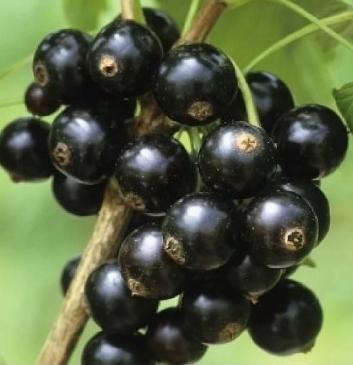 Смородина черная Черный жемчуг С5 40-60 ЦО 