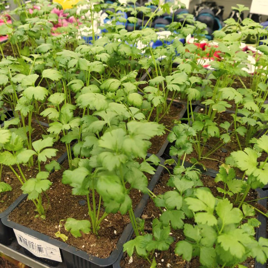 Пряные травы микс в кассете 6шт Tim 