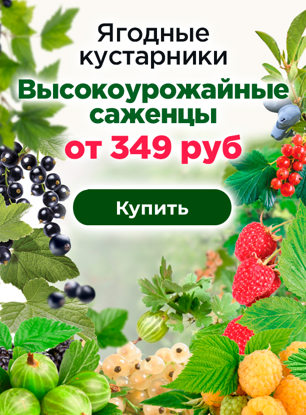 Ягодные кустарники