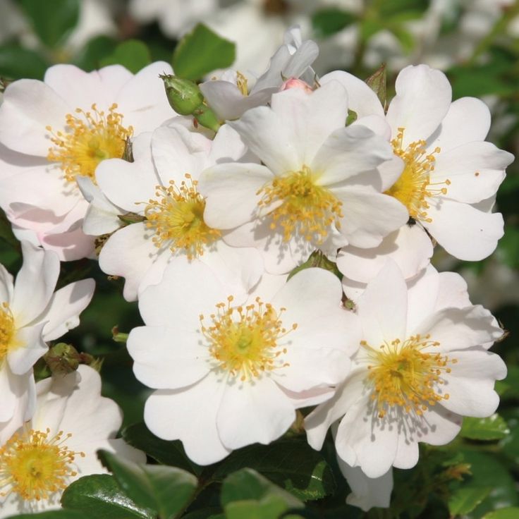 Роза почвопокровная Медео v5 