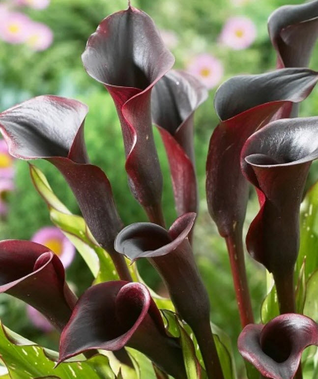 Клубень Калла Блэк Стар  14/16 1шт. Поиск 