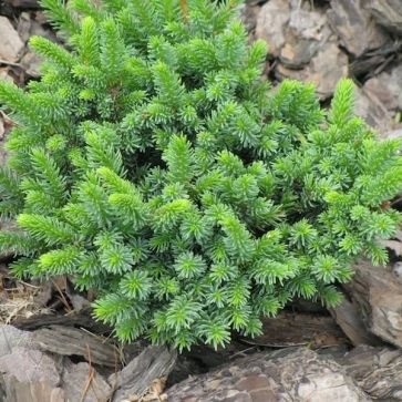 Ель глена Чайнис марл 10-15 KG 