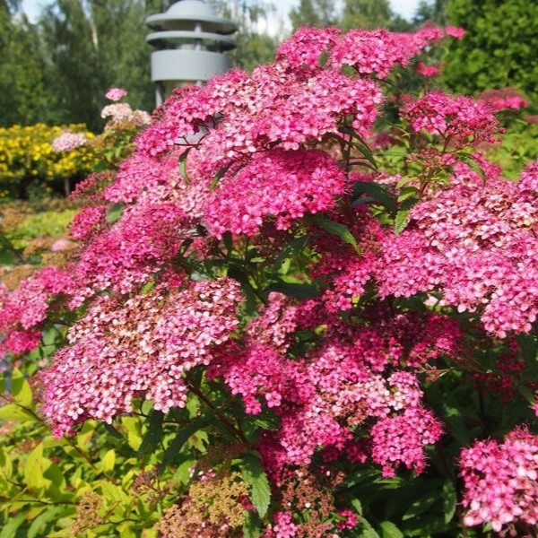 Спирея японская Фробели v2 Lav 