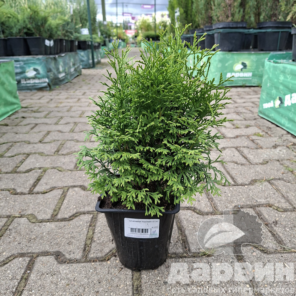 Туя западная Харрикейн v2 Lav 