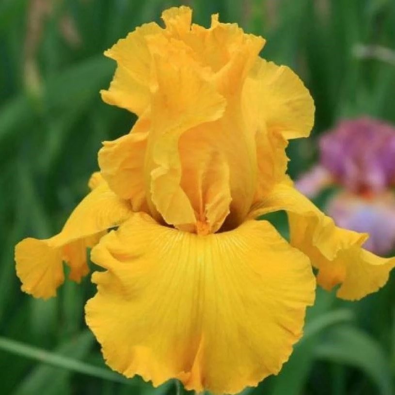 Ирис германский Голден Эпл v2 Tim 