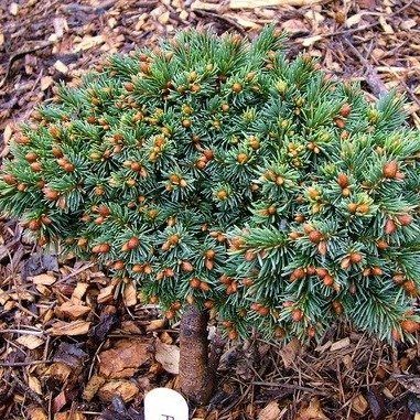 Ель обыкновенная Зиллертал v7,5 40-50 