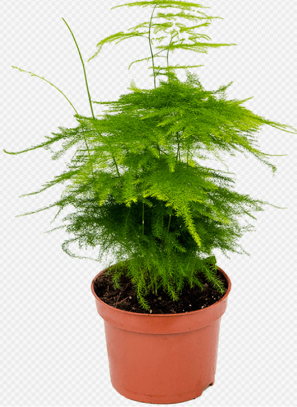 Аспарагус Плюмозус d12 h35 