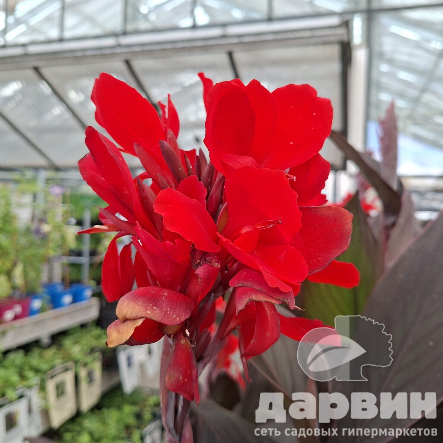 Канна Бронзе Скарлет d12 Tim 