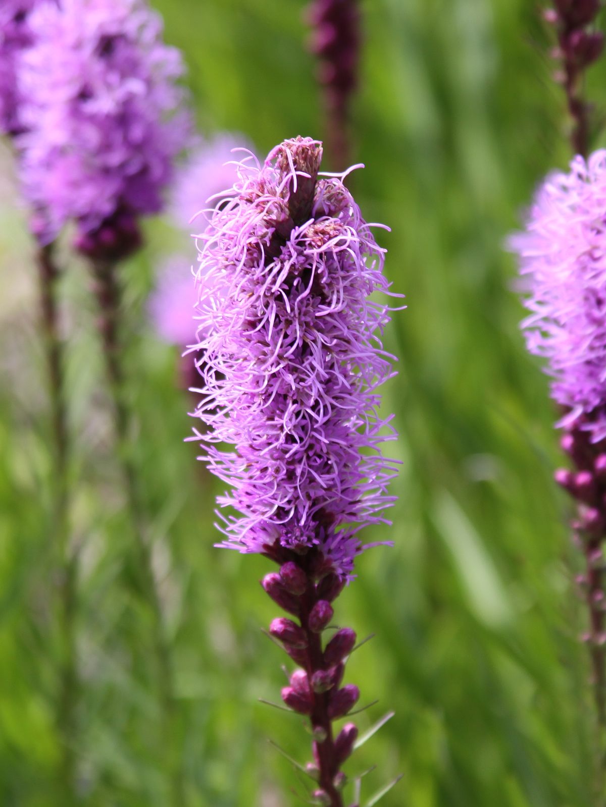 Лиатрис p9 Push 