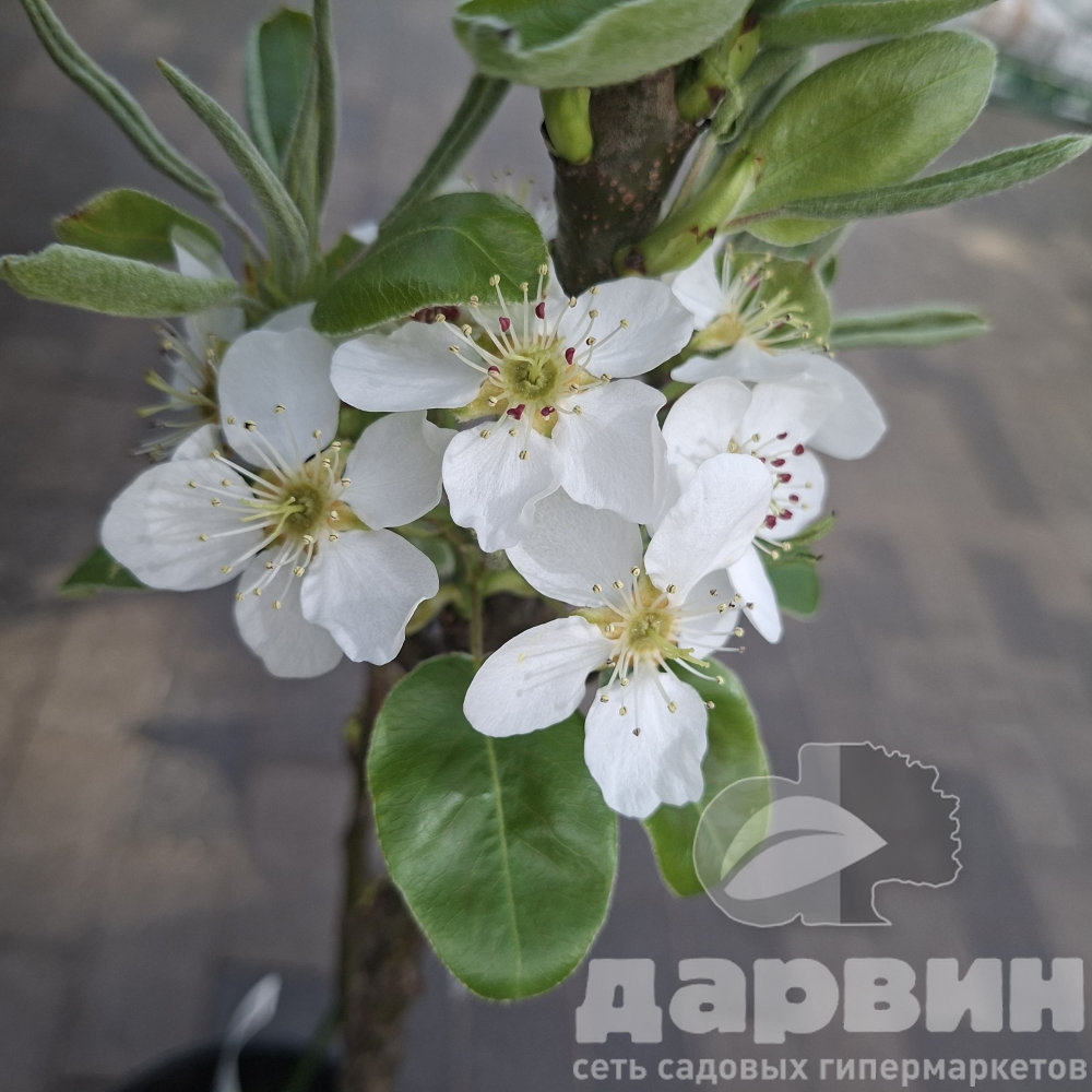 Груша карликовая Октябрьская v7 60-80 Tim 