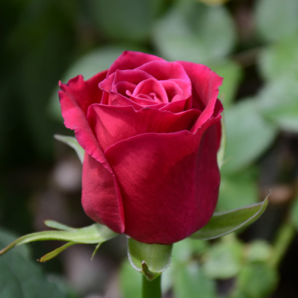 Роза чайно-гибридная Шангри-Ла v5 Lav 