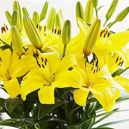 Лилия азиатская горшечная Илзе d15 Tim 