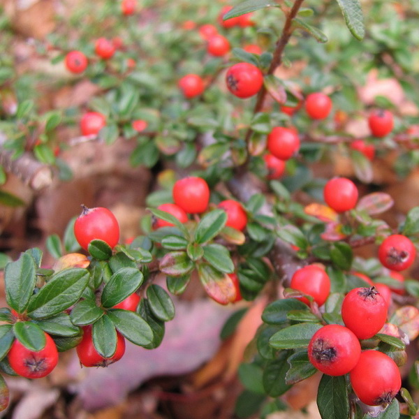 Кизильник даммера Корал бьюти с2/40-60 UL 